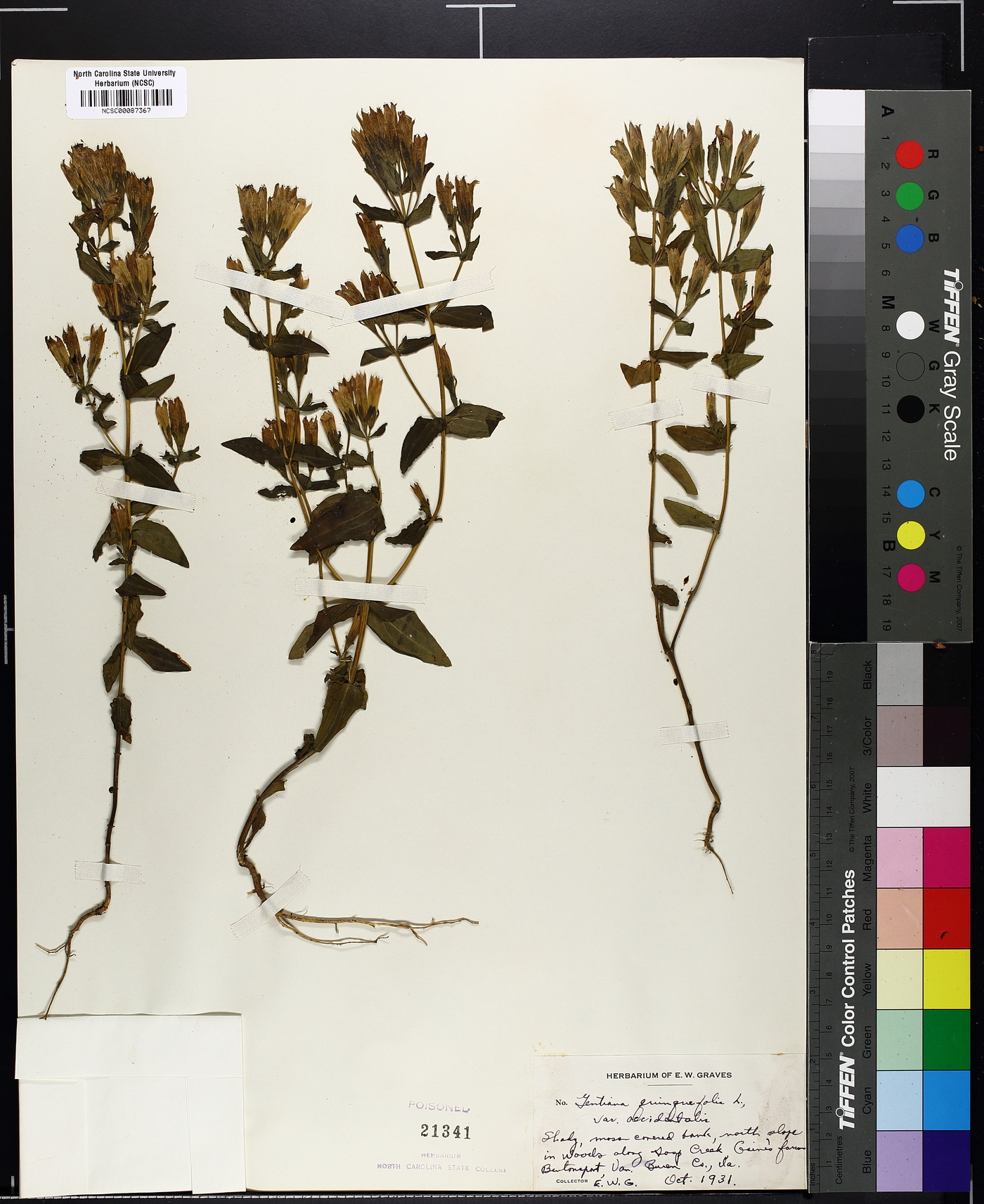 Gentiana quinquefolia var. occidentalis image