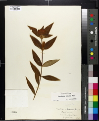 Gentiana clausa image