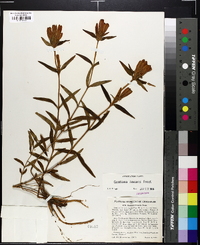 Gentiana linearis image