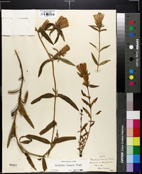 Gentiana linearis image