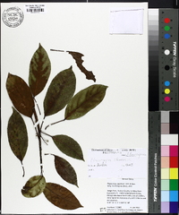 Elaeocarpus japonicus image