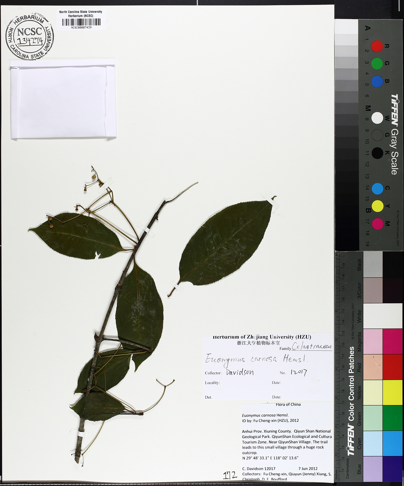 Euonymus carnosus image