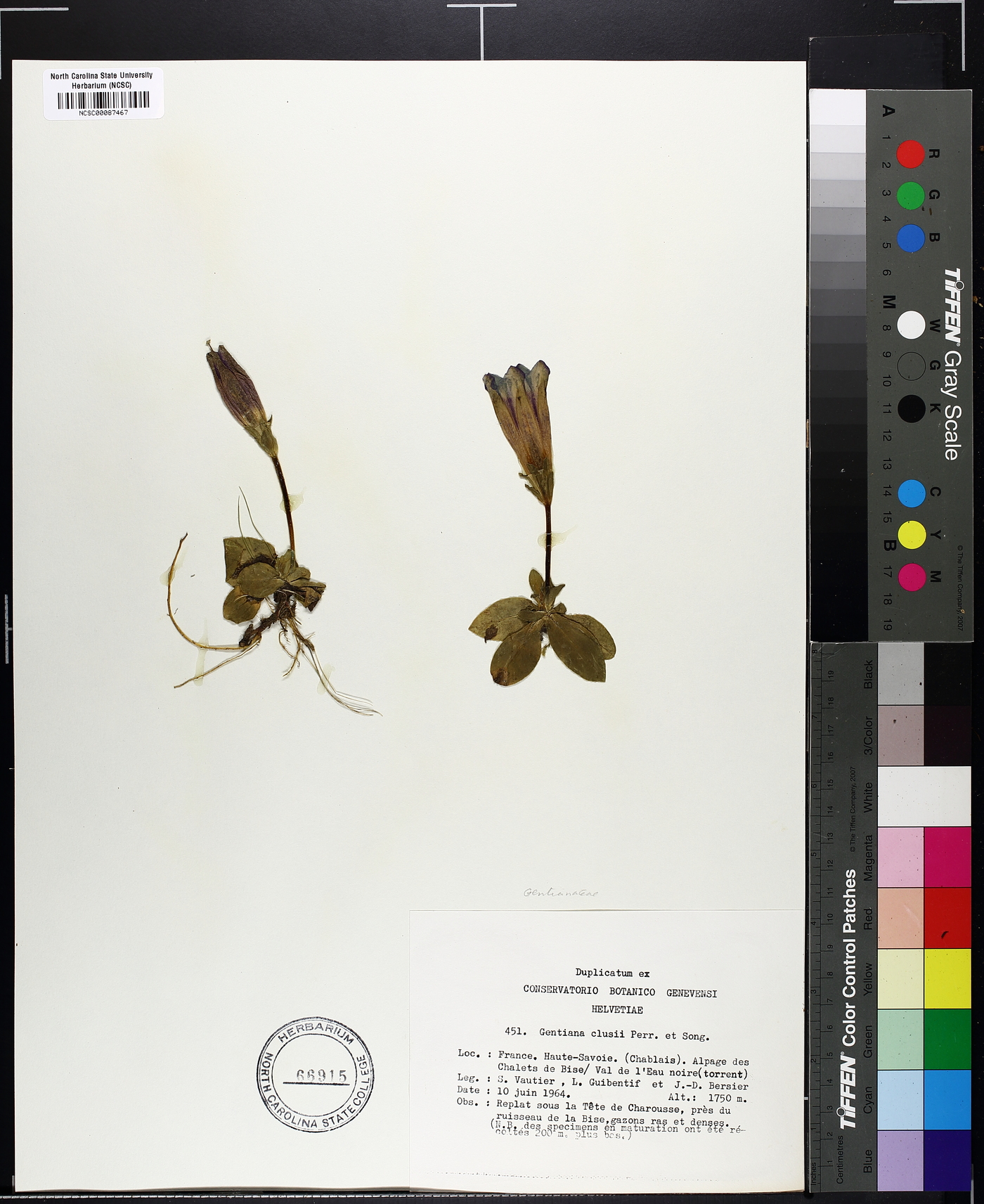 Gentiana clusii image