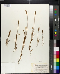 Gentiana gaspensis image