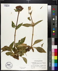 Gentiana purpurea image