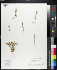 Gentiana squarrosa image
