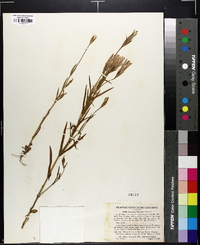 Gentiana victorinii image