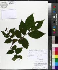 Image of Prunus incisoserrata