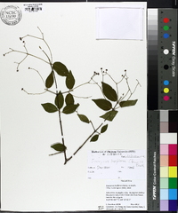 Euonymus laxiflorus image