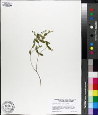 Euphorbia corollata var. corollata image