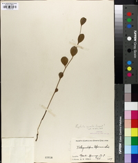 Euphorbia gracilior image