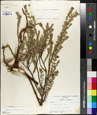 Chamaesyce buxifolia image