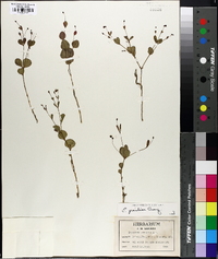 Euphorbia gracilis image