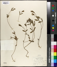 Euphorbia marilandica image