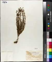 Tithymalopsis polyphylla image