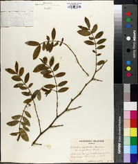 Euphorbia celastroides var. amplectens image