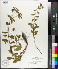 Euphorbia dulcis image