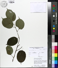 Stachyurus chinensis image