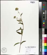 Helianthus giganteus image