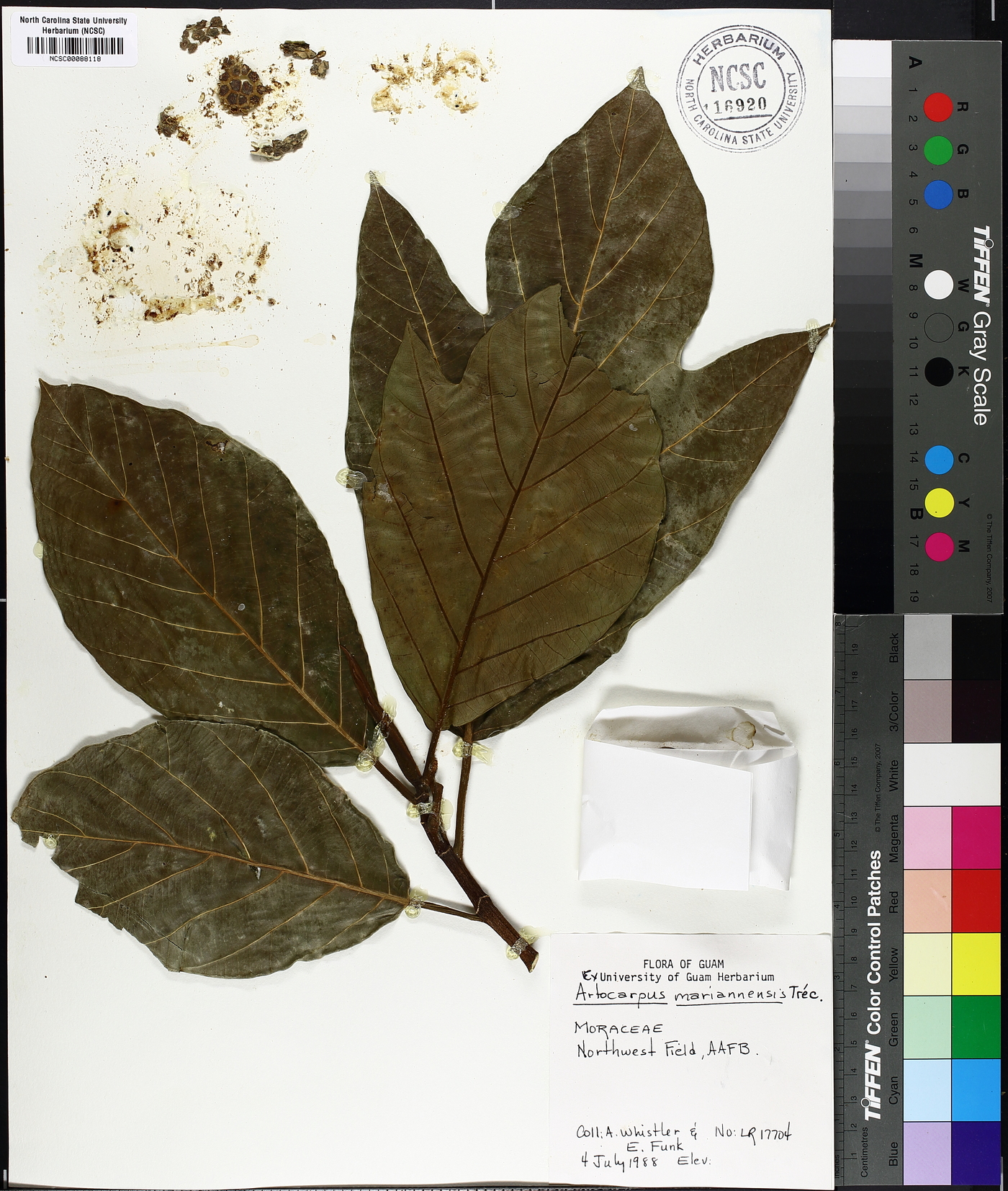 Artocarpus mariannensis image