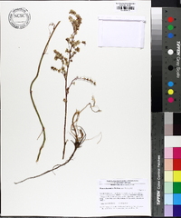 Rumex hastatulus image