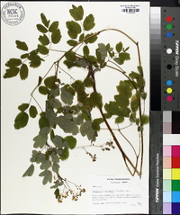 Thalictrum coriaceum image