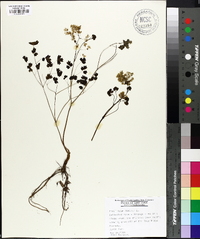 Thalictrum dioicum image