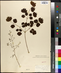 Thalictrum dioicum image