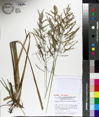 Coleataenia longifolia image