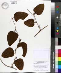 Smilax walteri image