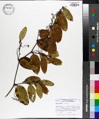 Smilax laurifolia image