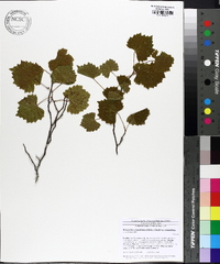 Muscadinia rotundifolia image