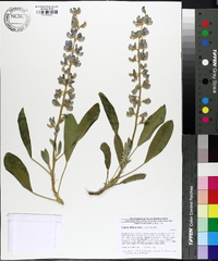 Lupinus diffusus image