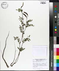Tephrosia hispidula image