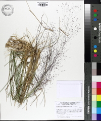 Muhlenbergia capillaris image