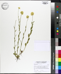 Polygala lutea image