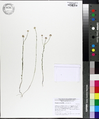 Polygala mariana image