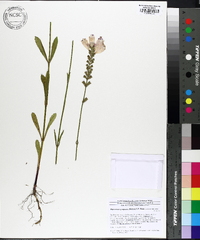 Physostegia purpurea image