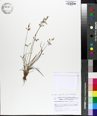 Fimbristylis dichotoma image