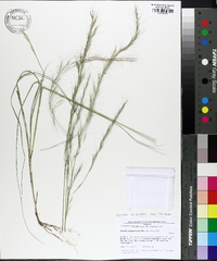 Aristida purpurascens image