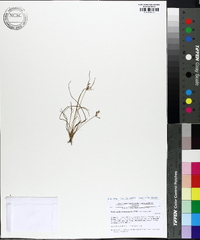 Fimbristylis dichotoma image