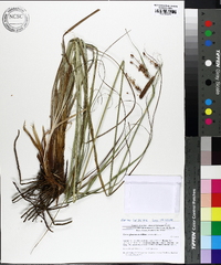 Carex glaucescens image