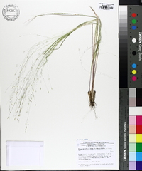 Eragrostis refracta image