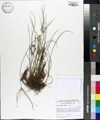 Cyperus retrorsus image