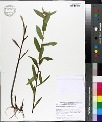 Pluchea baccharis image