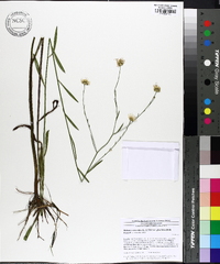 Boltonia asteroides image