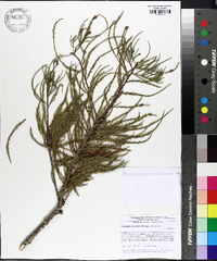 Taxodium ascendens image