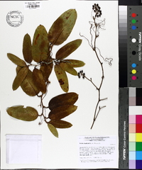 Smilax laurifolia image