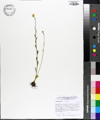 Polygala lutea image