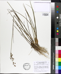 Juncus scirpoides image